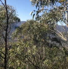 Eucalyptus pauciflora subsp. pauciflora at Paddys River, ACT - 26 Jun 2022