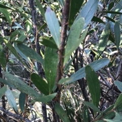 Daviesia mimosoides subsp. mimosoides at Paddys River, ACT - 26 Jun 2022 by Tapirlord