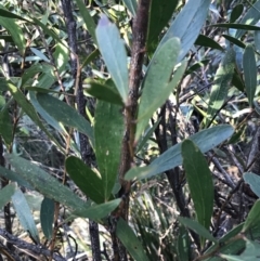 Daviesia mimosoides subsp. mimosoides at Tidbinbilla Nature Reserve - 25 Jun 2022 by Tapirlord