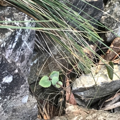 Veronica perfoliata (Digger's Speedwell) at Paddys River, ACT - 25 Jun 2022 by Tapirlord