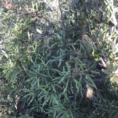 Lomatia myricoides at Paddys River, ACT - 26 Jun 2022