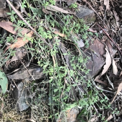 Galium polyanthum (Rockpile Bedstraw) at Paddys River, ACT - 25 Jun 2022 by Tapirlord