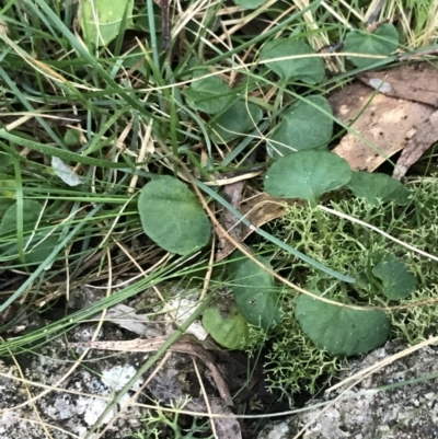 Viola hederacea (Ivy-leaved Violet) at Paddys River, ACT - 25 Jun 2022 by Tapirlord