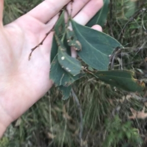 Acacia obliquinervia at Paddys River, ACT - 26 Jun 2022