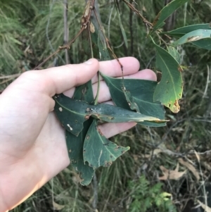 Acacia obliquinervia at Paddys River, ACT - 26 Jun 2022 08:21 AM