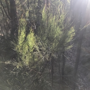 Exocarpos strictus at Paddys River, ACT - 26 Jun 2022