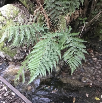 Dicksonia antarctica (Soft Treefern) at Paddys River, ACT - 25 Jun 2022 by Tapirlord