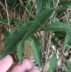 Billardiera macrantha (Mountain Appleberry) at Tidbinbilla Nature Reserve - 25 Jun 2022 by Tapirlord