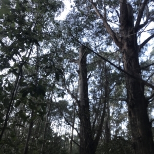 Eucalyptus fastigata at Paddys River, ACT - 26 Jun 2022