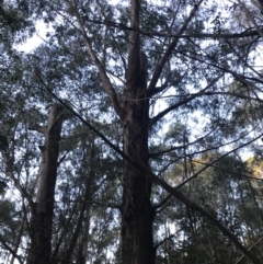 Eucalyptus fastigata at Paddys River, ACT - 26 Jun 2022 08:07 AM