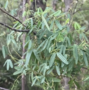 Glycine clandestina at Tidbinbilla Nature Reserve - 26 Jun 2022 07:52 AM