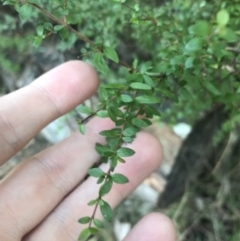 Coprosma quadrifida (Prickly Currant Bush, Native Currant) at Paddys River, ACT - 25 Jun 2022 by Tapirlord