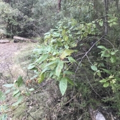 Pomaderris aspera (Hazel Pomaderris) at Paddys River, ACT - 26 Jun 2022 by Tapirlord