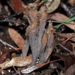 Clavulina cinerea/vinaceocervina at ANBG - 1 Jul 2022 by TimL