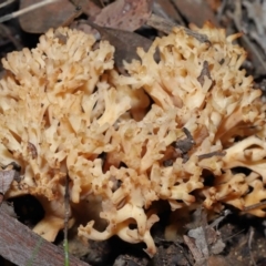 Ramaria sp. (A Coral fungus) at ANBG - 26 Jun 2022 by TimL