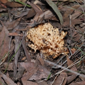 Ramaria sp. at Acton, ACT - 26 Jun 2022 11:19 AM