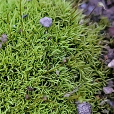 Unidentified Moss, Liverwort or Hornwort at Molonglo Valley, ACT - 2 Jul 2022 by trevorpreston