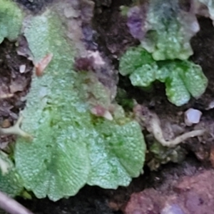 Riccia sp. (genus) at Molonglo Valley, ACT - 2 Jul 2022