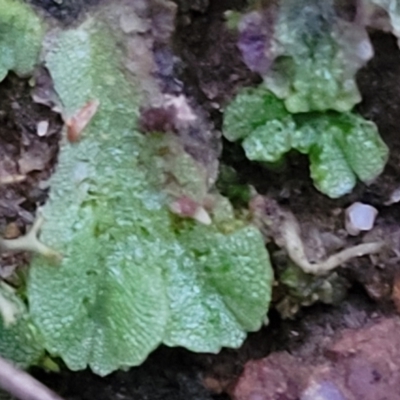 Riccia sp. (genus) (Liverwort) at Molonglo Valley, ACT - 2 Jul 2022 by trevorpreston