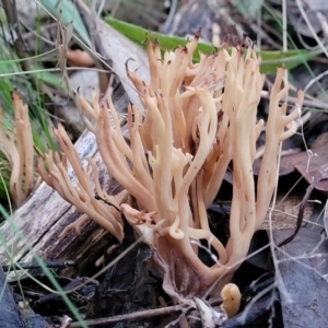 Ramaria sp. at Stromlo, ACT - 2 Jul 2022