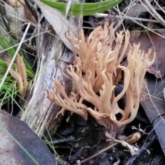 Ramaria sp. at Stromlo, ACT - 2 Jul 2022