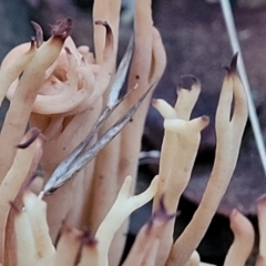 Ramaria sp. at Stromlo, ACT - 2 Jul 2022