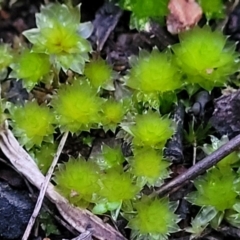 Bryaceae (family) (A moss) at Stromlo, ACT - 2 Jul 2022 by trevorpreston