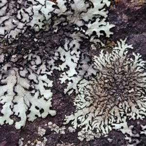 Lichen - foliose at Stromlo, ACT - 2 Jul 2022