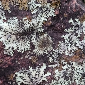 Lichen - foliose at Stromlo, ACT - 2 Jul 2022 04:52 PM