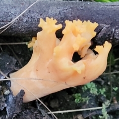 Ramaria sp. (A Coral fungus) at Stromlo, ACT - 2 Jul 2022 by trevorpreston