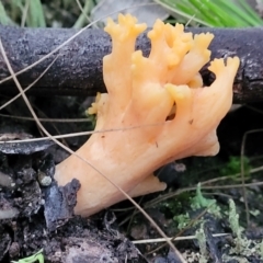 Ramaria sp. at Stromlo, ACT - 2 Jul 2022 04:49 PM