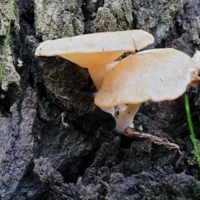 Unverified Cap on a stem; gills below cap [mushrooms or mushroom-like] - 1 Jan 1900 by trevorpreston