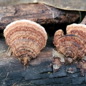 Xylobolus illudens at Stromlo, ACT - 2 Jul 2022