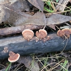 Xylobolus illudens at Stromlo, ACT - 2 Jul 2022