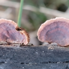 Xylobolus illudens at Stromlo, ACT - 2 Jul 2022