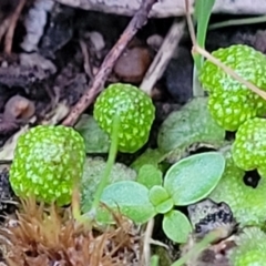 Asterella drummondii at Stromlo, ACT - 2 Jul 2022