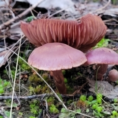 zz agaric (stem; gills not white/cream) at Stromlo, ACT - 2 Jul 2022 by trevorpreston