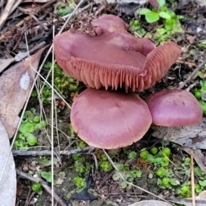 zz agaric (stem; gills not white/cream) at Block 402 - 2 Jul 2022