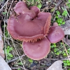 zz agaric (stem; gills not white/cream) at Block 402 - 2 Jul 2022