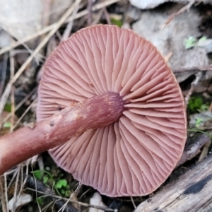 zz agaric (stem; gills not white/cream) at Block 402 - 2 Jul 2022