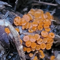 Pyronemataceae (A cup fungus familiy) at Stromlo, ACT - 2 Jul 2022 by trevorpreston