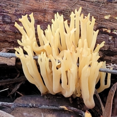 Ramaria sp. (A Coral fungus) at Stromlo, ACT - 2 Jul 2022 by trevorpreston