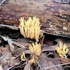 Ramaria sp. at Stromlo, ACT - 2 Jul 2022