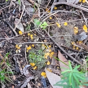 Phaeohelotium (Discinella terrestris aggregate) at Stromlo, ACT - 2 Jul 2022 04:34 PM