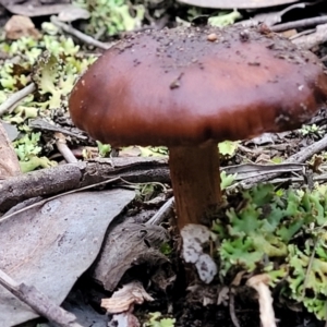 Cortinarius sp. at Stromlo, ACT - 2 Jul 2022 04:33 PM