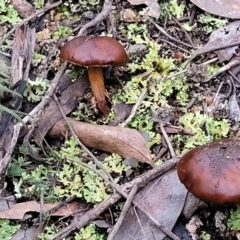 Cortinarius sp. at Stromlo, ACT - 2 Jul 2022