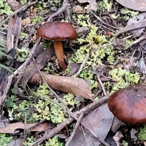 Cortinarius sp. at Stromlo, ACT - 2 Jul 2022 04:33 PM