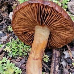 Cortinarius sp. at Stromlo, ACT - 2 Jul 2022 04:33 PM