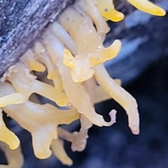 Calocera sp. at Stromlo, ACT - 2 Jul 2022 04:31 PM