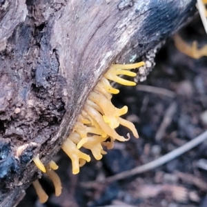 Calocera sp. at Stromlo, ACT - 2 Jul 2022 04:31 PM